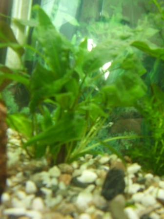 Cryptokoryna affinis2.JPG