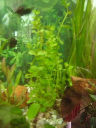 Rotala rotundifolia green.JPG