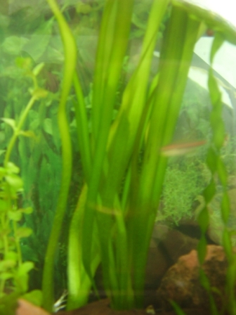 Vallisneria neotropicalis.JPG