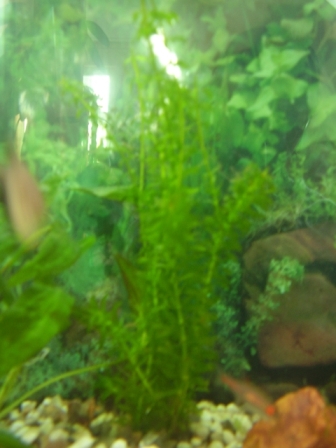 Vesicularia dubyana1.JPG
