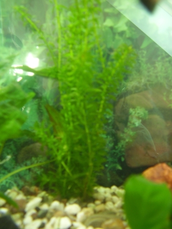 Vesicularia dubyana2.JPG